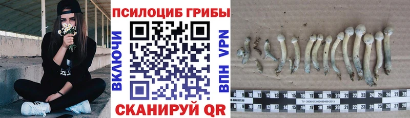 даркнет сайт  Черемхово  сайты даркнета Telegram  Псилоцибиновые грибы Cubensis 